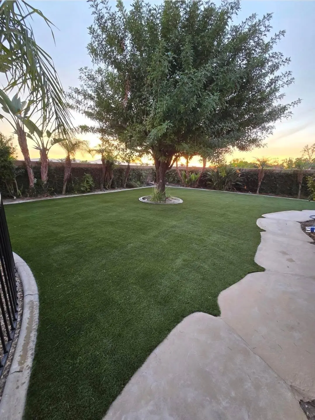 Completed backyard artificial turf surrounding a mature shade tree